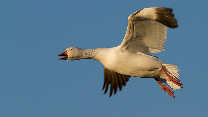 Schneegans Anser caerulescens Snow Goose